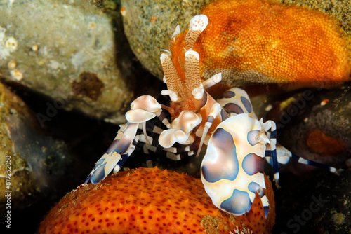 Harlequin Shrimp (Hymenocera elegans) Feeding on a Sea Star. Ambon, Indonesia