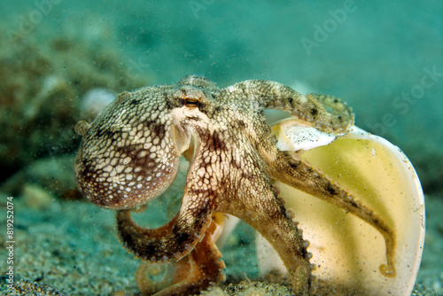 Close-up of a Coconut Octopus (Amphioctopus marginatus, aka Veined Octopus) on the Go, Carrying a Shell over the Sandy Bottom. Ambon, Indonesia photo