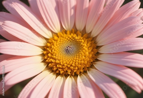 Daisies flower closeup Realistic Light understand sun light significantly summer season flower concept