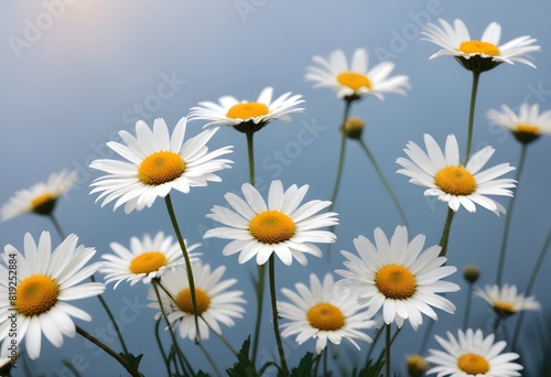 Daisies flower closeup Realistic Light understand sun light significantly summer season flower concept