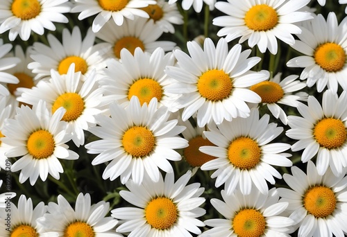 Daisies flower closeup Realistic Light understand sun light significantly summer season flower concept