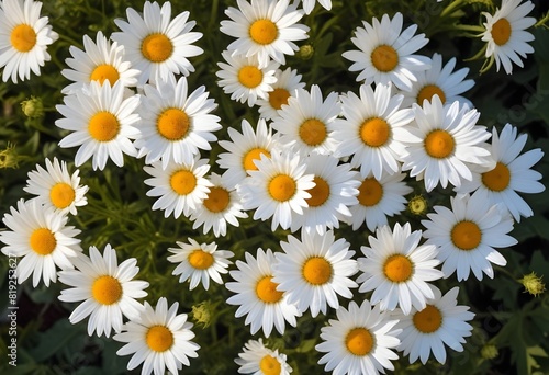 Daisies flower closeup Realistic Light understand sun light significantly summer season flower concept