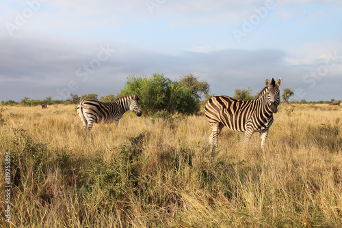 Steppenzebra   Burchell s zebra   Equus quagga burchellii