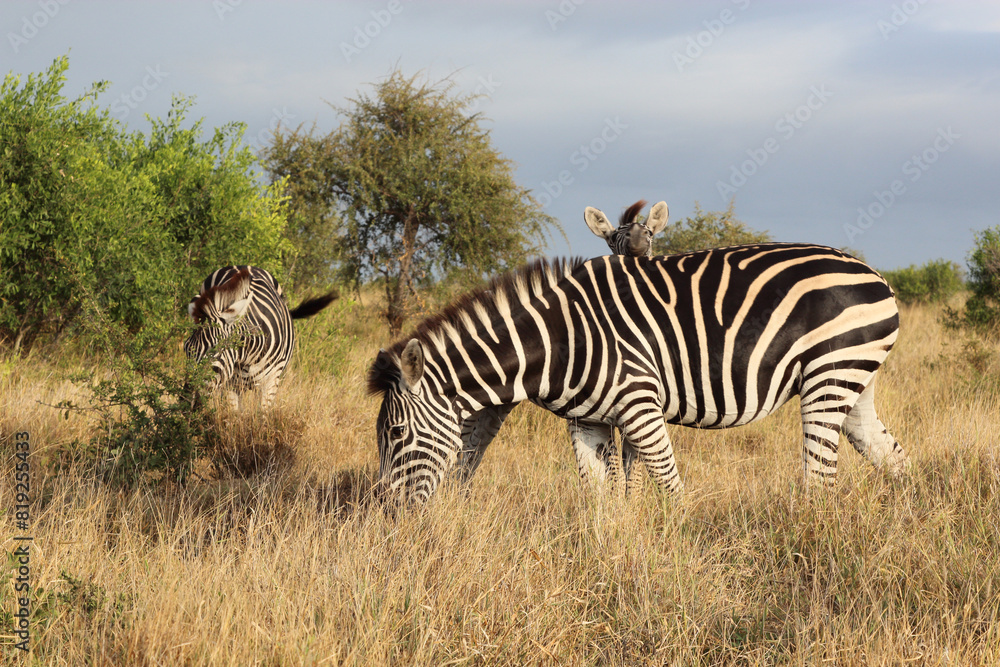 Obraz premium Steppenzebra / Burchell's zebra / Equus quagga burchellii.