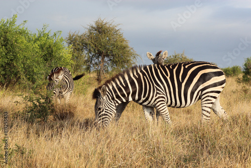 Steppenzebra   Burchell s zebra   Equus quagga burchellii.