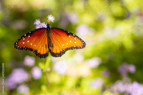 orange butterfly on a flower