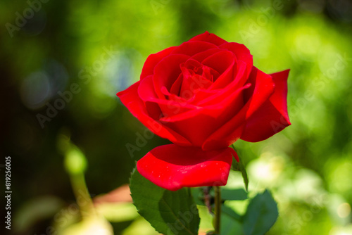 red rose in garden