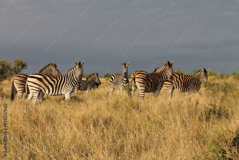 Obraz premium Steppenzebra / Burchell's zebra / Equus quagga burchellii