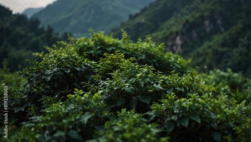 A view of a mountain covered in lush green vegetation .