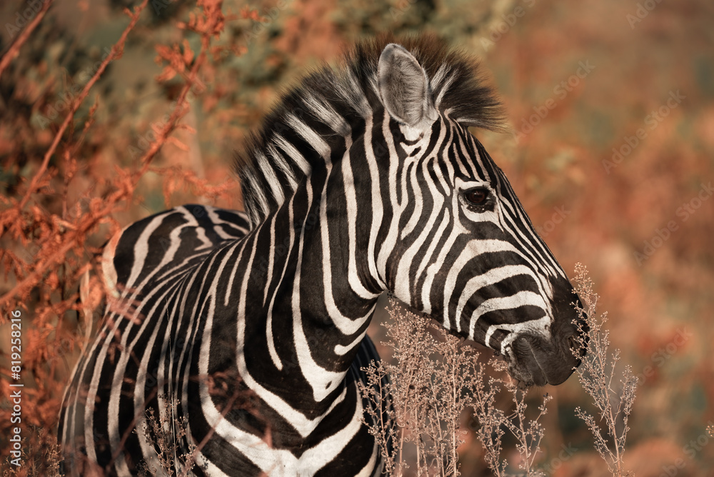 A Plains Zebra, Equus Quagga, in the Pilanesberg National Park in South Africa A Plains Zebra, Equus Quagga, in the Pilanesberg National Park in South Africa