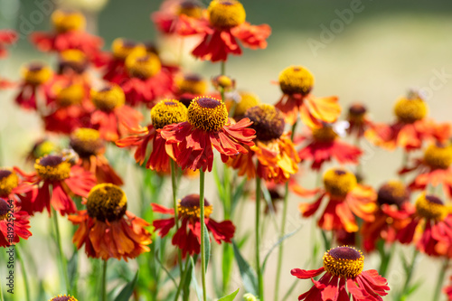 Helenium autumnale common sneezeweed in bloom, bunch of red orange yellow flowering flowers, tall shrub