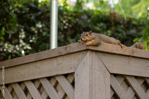 squirrel on a fence