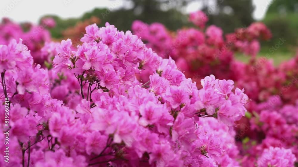 Abstract natural video with peon blooming flowers and blured backgrounds Abstract natural video with peon blooming flowers and blured backgrounds
