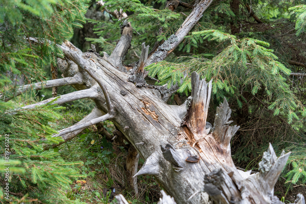 Fallen tree trunk in the forest. Coniferous forest in the mountains. Fallen tree trunk in the forest. Coniferous forest in the mountains.