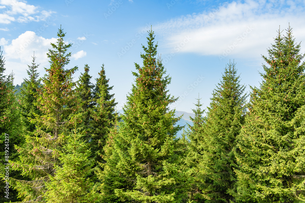 Pine tree mountain forest landscape. Pine tree mountain forest landscape.
