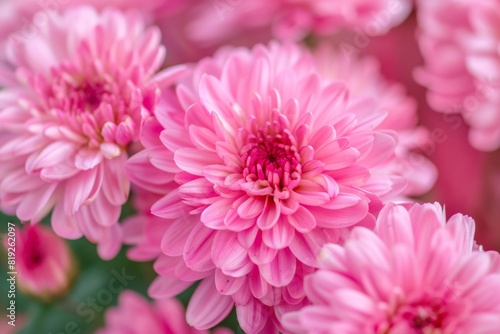 Close-up shot of blooming Chrysanthemum flowers with vivid colors - Gardening - Floristry