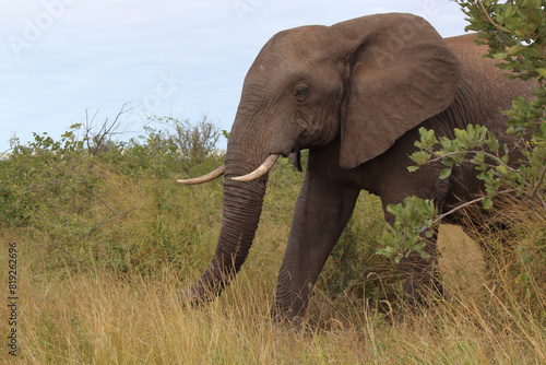 Afrikanischer Elefant   African elephant   Loxodonta africana