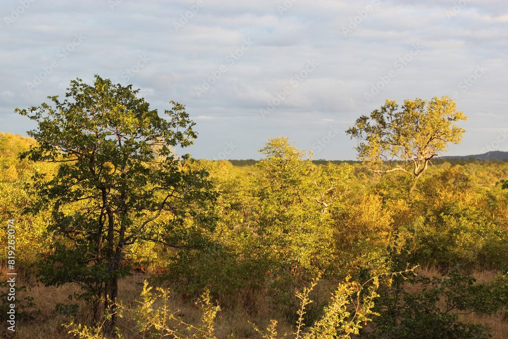 Fototapeta premium Krüger Park - Afrikanischer Busch / Kruger Park - African bush /