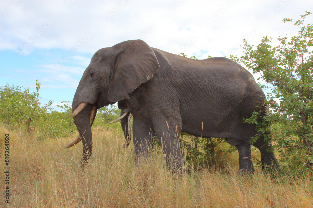 Obraz premium Afrikanischer Elefant / African elephant / Loxodonta africana