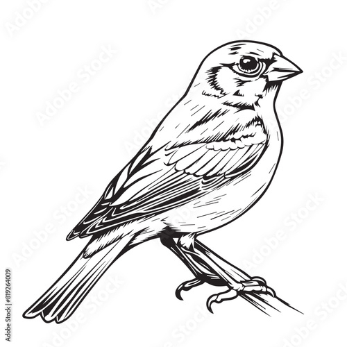 Sparrow in cartoon, doodle style. Image for t-shirt, web, mobile apps and ui. Isolated 2d vector illustration in logo, icon, sketch style, Eps 10. AI Generative photo