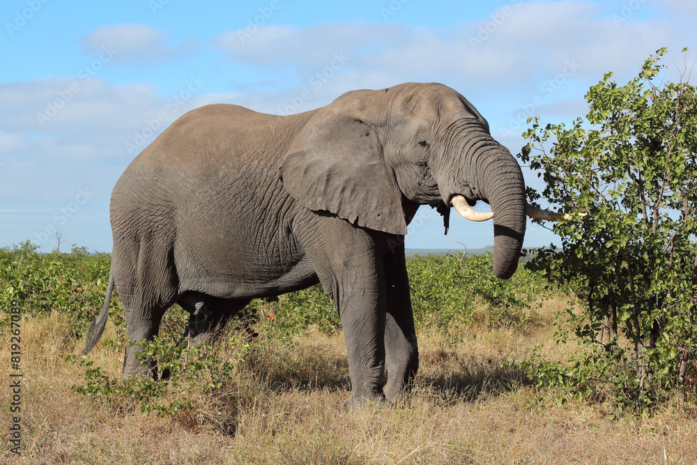 Afrikanischer Elefant / African elephant / Loxodonta africana Afrikanischer Elefant / African elephant / Loxodonta africana