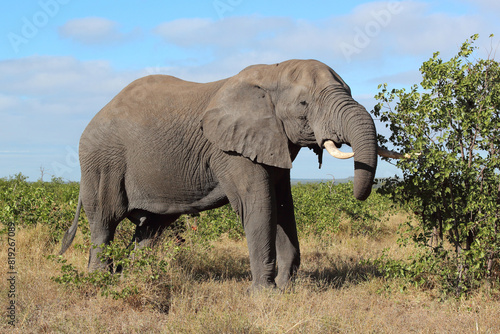 Afrikanischer Elefant   African elephant   Loxodonta africana