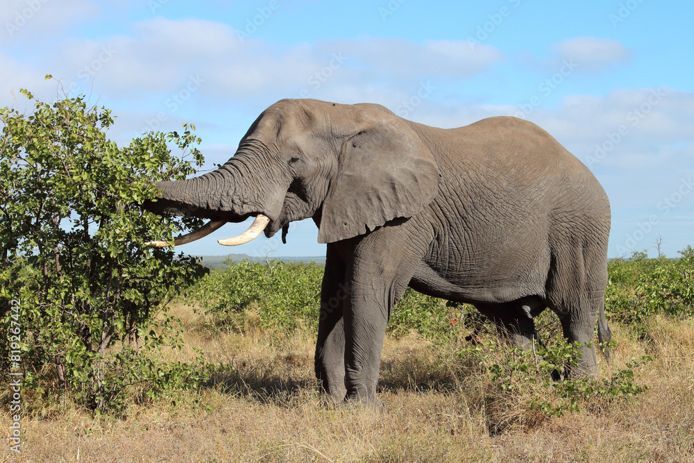 Fototapeta premium Afrikanischer Elefant / African elephant / Loxodonta africana