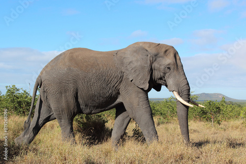 Afrikanischer Elefant   African elephant   Loxodonta africana