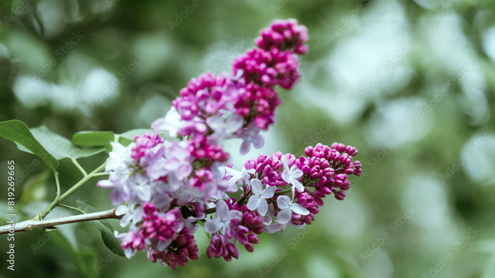 Abstract natural background with lilac blooming flowers and blured backgrounds Abstract natural background with lilac blooming flowers and blured backgrounds