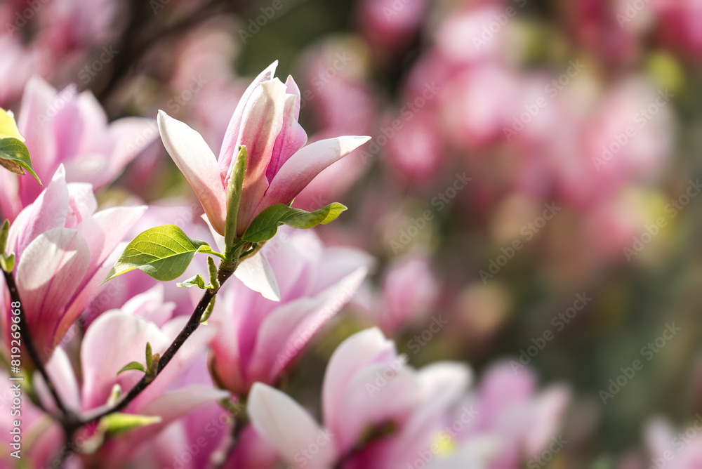 Abstract natural background with magnolia blooming flowers and blured backgrounds Abstract natural background with magnolia blooming flowers and blured backgrounds