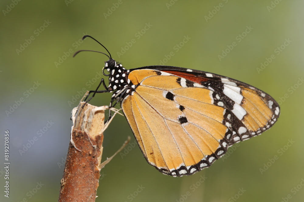Obraz premium Monarch Butterfly closeup view. A cute monarch colorful butterfly with cute colorful wings closeup scene. A wildlife butterfly insect photograph.