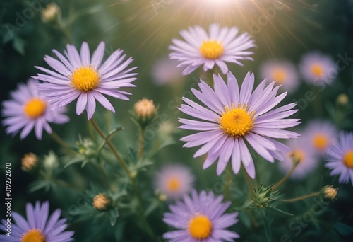 Aster flower closeup Realistic Light understand sun light significantly summer season flower concept