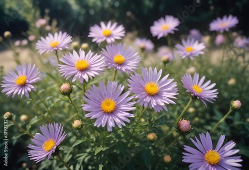 Aster flower closeup Realistic Light understand sun light significantly summer season flower concept