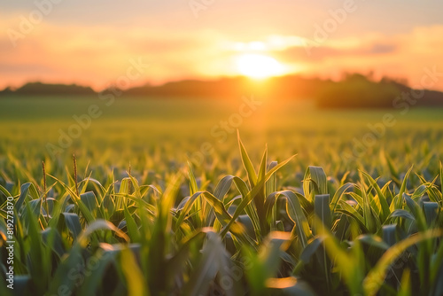 Golden Hour Over Lush Green Cornfield at Sunset