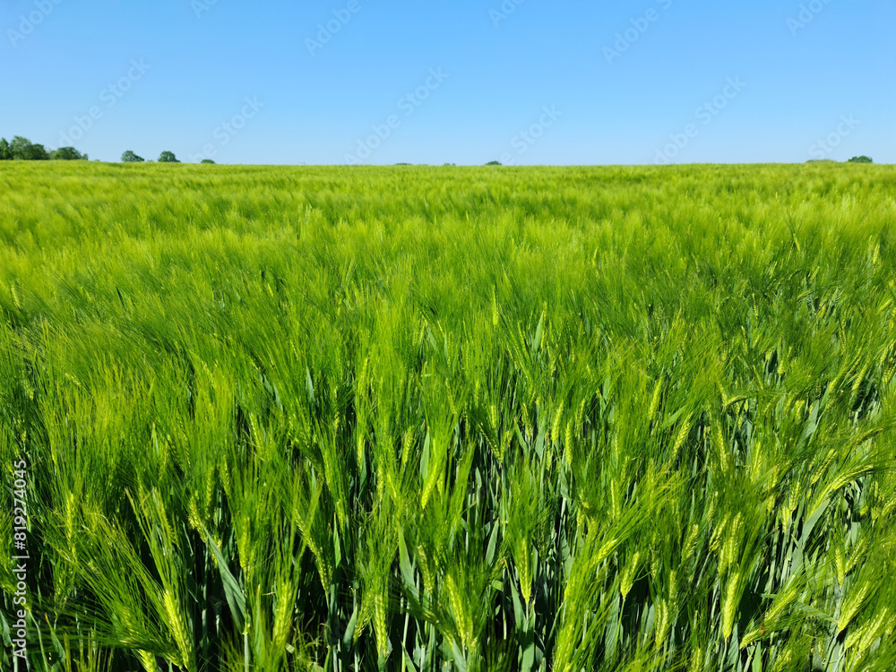 View of a fresh wheat field with traces of a tractor under a blue sky and sunshine. View of a fresh wheat field with traces of a tractor under a blue sky and sunshine.