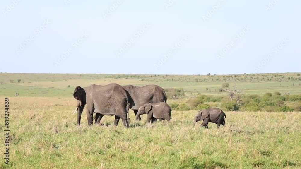 African Elephants Walking Maasai Mara Kenya Africa African Elephants Walking Maasai Mara Kenya Africa