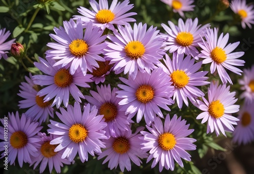 Aster flower closeup Realistic Light understand sun light significantly summer season flower concept