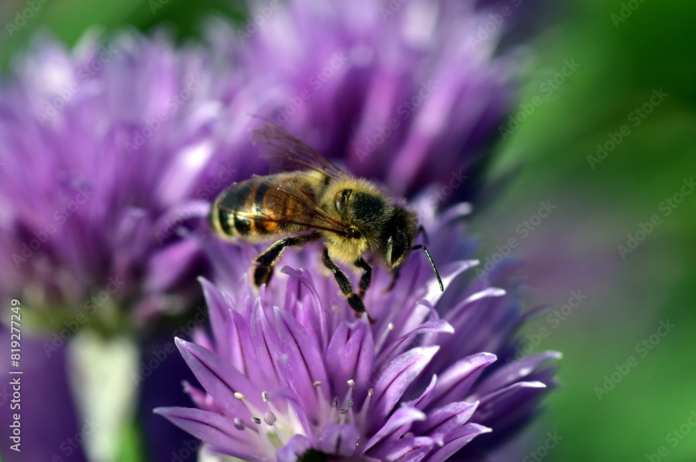 Biene auf einer Schnittlauchblüte Biene auf einer Schnittlauchblüte