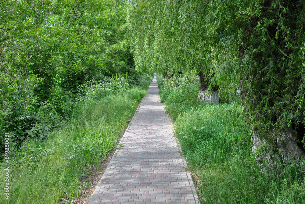 path in the park. a long straight path for a walk among green bushes and green willows path in the park. a long straight path for a walk among green bushes and green willows