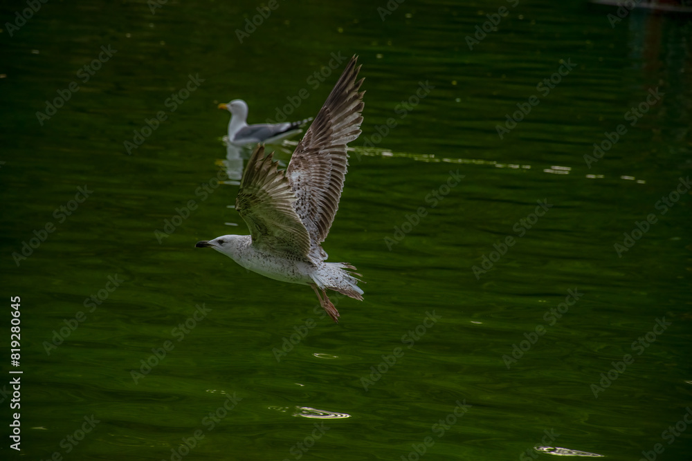 Obraz premium Seagull flying over the lake. Seagulls playing in the sea, taking off, floating.