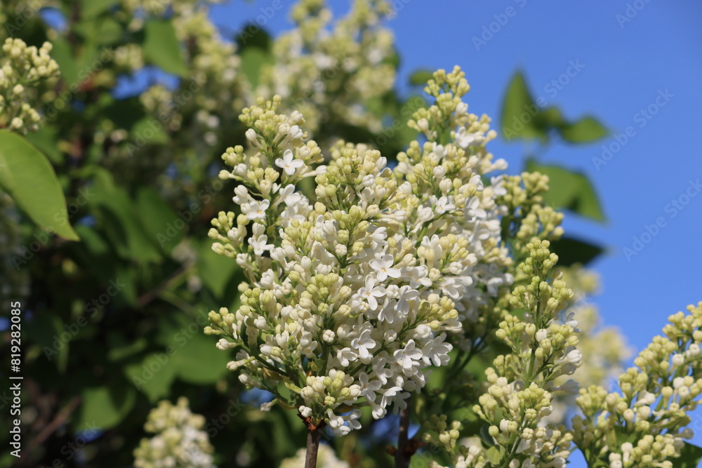 Sweden. Syringa vulgaris, the lilac or common lilac, is a species of flowering plant in the olive family Oleaceae, native to the Balkan Peninsula, where it grows on rocky hills. Sweden. Syringa vulgaris, the lilac or common lilac, is a species of flowering plant in the olive family Oleaceae, native to the Balkan Peninsula, where it grows on rocky hills.