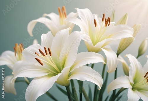 Lilies flower closeup Realistic Light understand sun light significantly summer season flower concept
