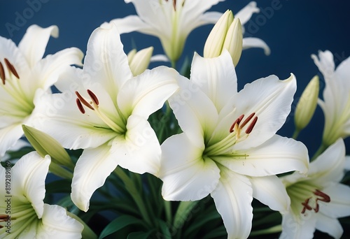 Lilies flower closeup Realistic Light understand sun light significantly summer season flower concept