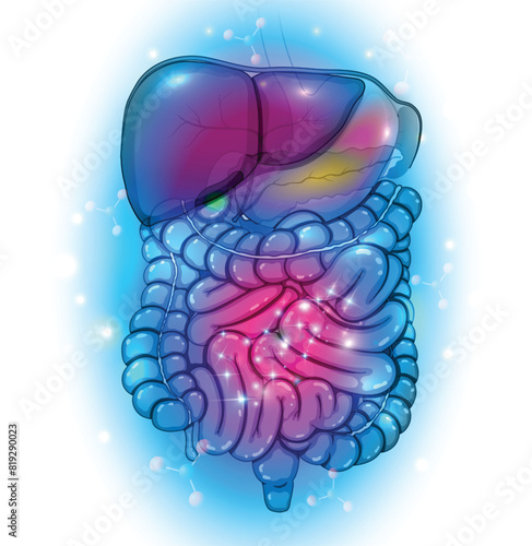 Detailed diagram of the human digestive tract, abstract design, highlighting the significant structures within the digestive tract