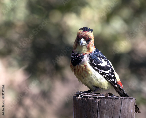 close photo of  crested barbet photo