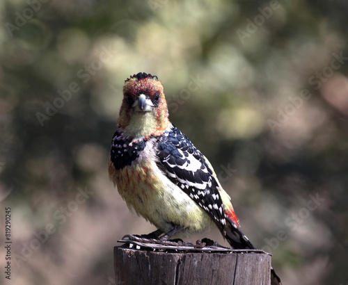 close photo of  crested barbet photo