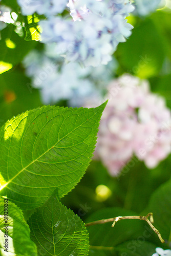 close-up of green leaf with flowers in the background
