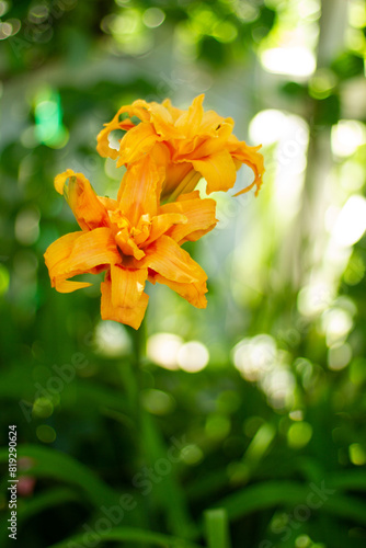 two orange lily flowers