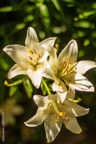 white lily flowers