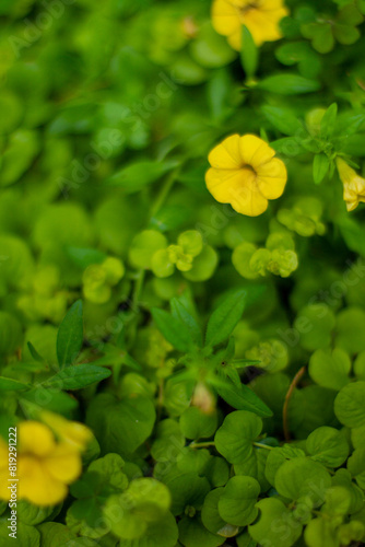 yellow flowers on green background